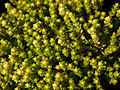 Sedum acre Yellow Queen IMG_3692 Rozchodnik ostry